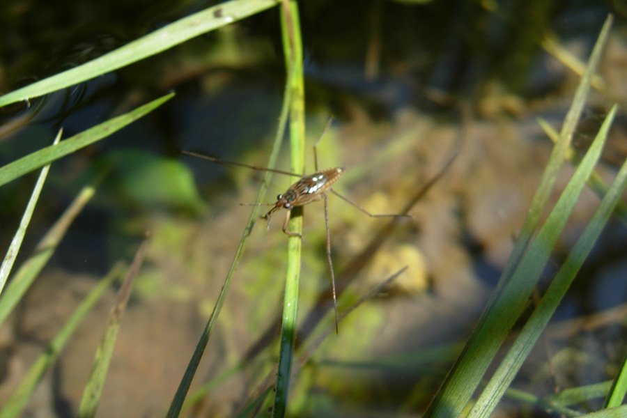 Gerridae?